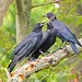 Jack Crow Photo 44