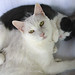 Harvey Sweet Photo 14