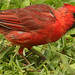 Craig Cardinal Photo 29