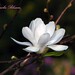 Chris Blossom Photo 22