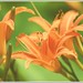 Donna Lillie Photo 17
