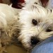 Jean Canine Photo 9