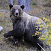 Jasper Bear Photo 14