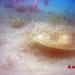 Robin Palm Photo 35