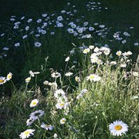 Janet Buckmiller Photo 1