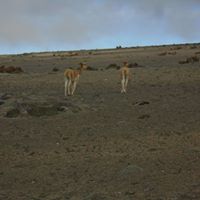 Gerardo Arevalo Photo 2