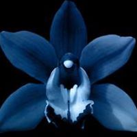 Donna Fulton Photo 4