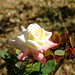 Rose Fulton Photo 28