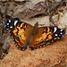 John Clutter Photo 31
