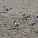 Byron Terns Photo 9