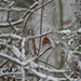 Robin Middleton Photo 39
