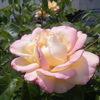 Nancy Cromwell Photo 3