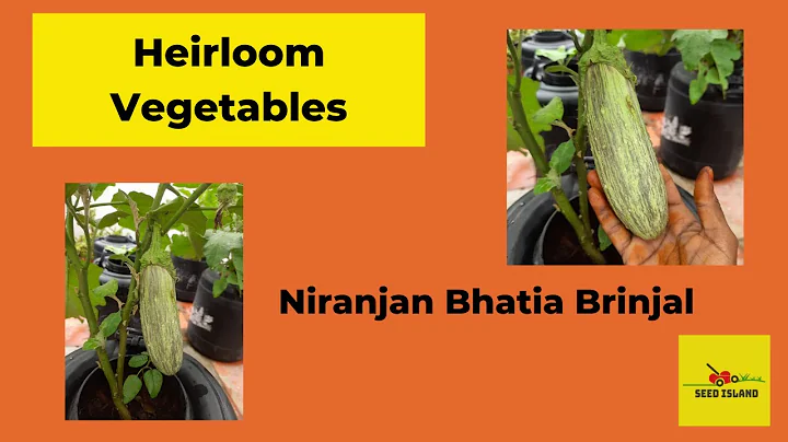 Niranjan Bhatia Photo 7
