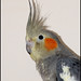 Jerry Feathers Photo 9