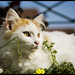 Michael Miao Photo 31
