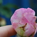 Carol Miller Photo 37