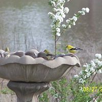 Denise Burks Photo 5