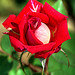 Rose Hermann Photo 17