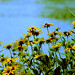 Susan Bright Photo 37