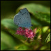 Holly Blue Photo 38