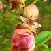 Rose Beech Photo 17