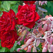 Rose Bell Photo 40