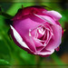 Rose Romeo Photo 24