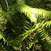 Fern Johnston Photo 12