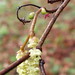 Hazel Flowers Photo 20