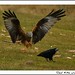 Don Rooks Photo 20
