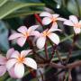 Thy Dinh Photo 17