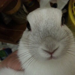 Yue Luo Photo 12