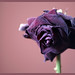 Rose Valentin Photo 29