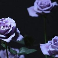 Rose Woo Photo 1