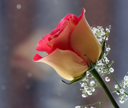 Durga Prasad Photo 11