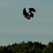 Virginia Crow Photo 20