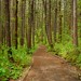 Susan Forest Photo 36