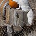 Effie Fox Photo 23