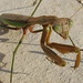 Georgia Mantis Photo 14