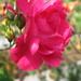 Rose Trapp Photo 27