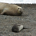Randy Seals Photo 41