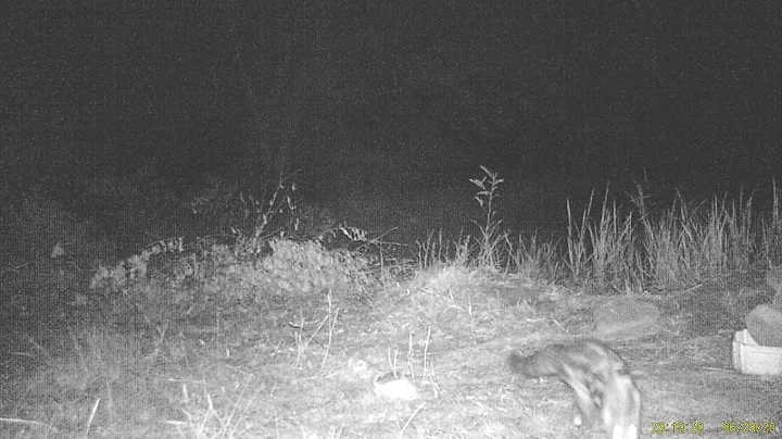 Tracey Genet Photo 6