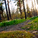 Forrest Little Photo 18