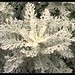 Dusty Miller Photo 47