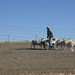 Nancy Guss Photo 18