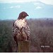 Dorothy Hawk Photo 22