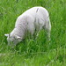 June Lamb Photo 46