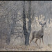 Christian Doe Photo 21