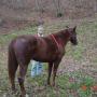 Carol Pfeiffer Photo 20