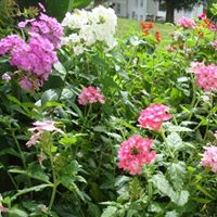 Karen Greenleaf Photo 6
